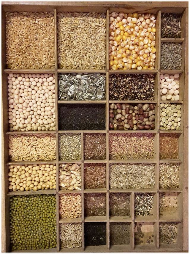 Semences_de_différentes_espèces