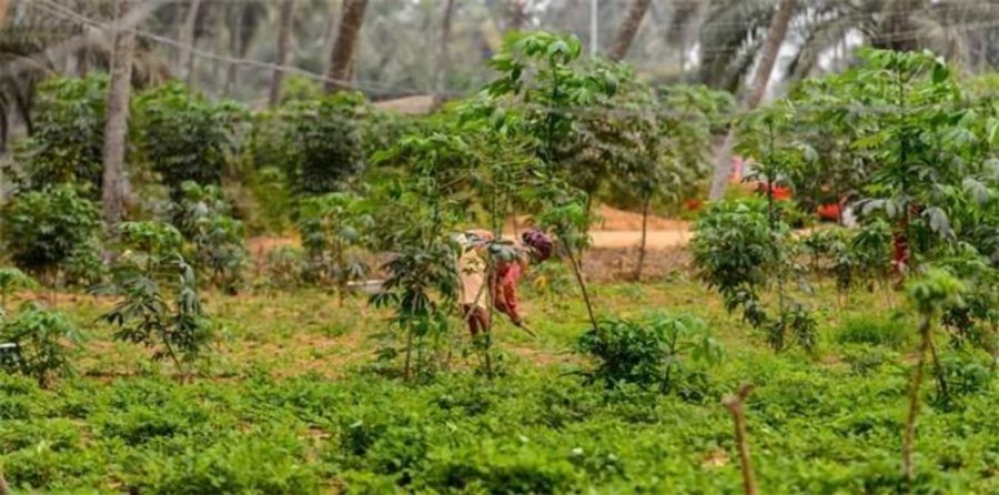 csm_farmer-in-togo_5fcf2246fa