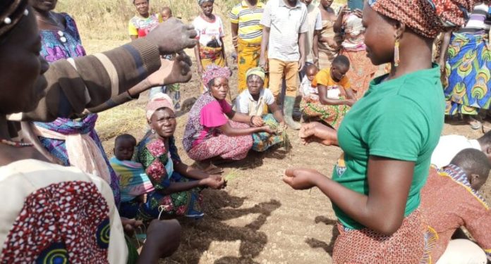 Togo-les-bonnes-pratiques-de-maraichage-ecologique-enseignees-aux-producteurs-maraichers-de-la-region-des-savanes-770x415
