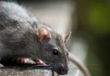 Fièvre de Lassa : l’OOAS prépare l’accès équitable au futur vaccin