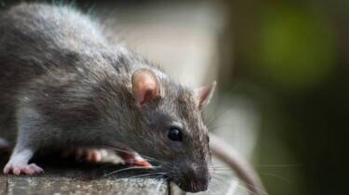 MjAxODAyNWNkMzUxNjY2NmE1ODZlNzViMzk5ZGRhODU5Y2JjMzA_copy_1600x896