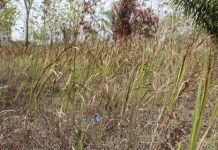 Préservation des Aires Protégées : bientôt une offensive de sensibilisation dans les Plateaux