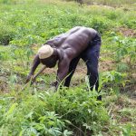 Transformation agricole : 10 000 producteurs déjà engagés dans la dynamique