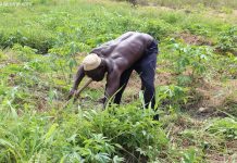 Transformation agricole : 10 000 producteurs déjà engagés dans la dynamique